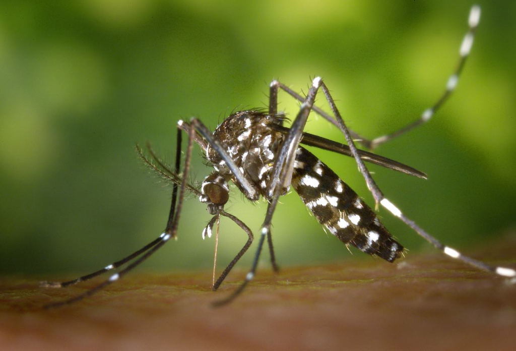 wolbachia mosquito laos